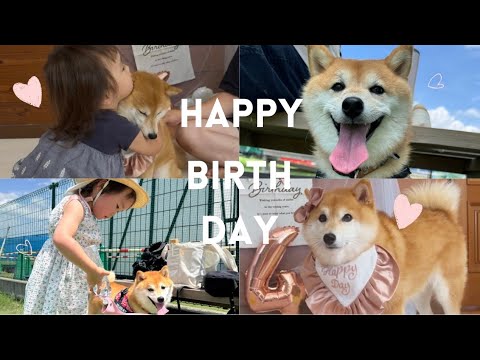 豆柴すず4歳の誕生日を家族みんなでお祝いしたら愛おしすぎた❤️
