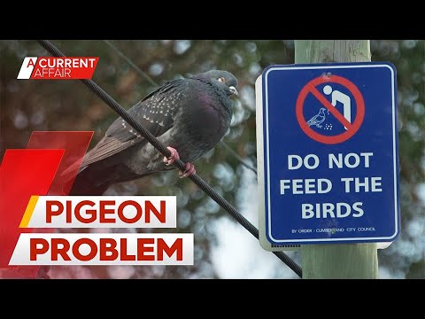 Locals fight back against plague of pigeons | A Current Affair