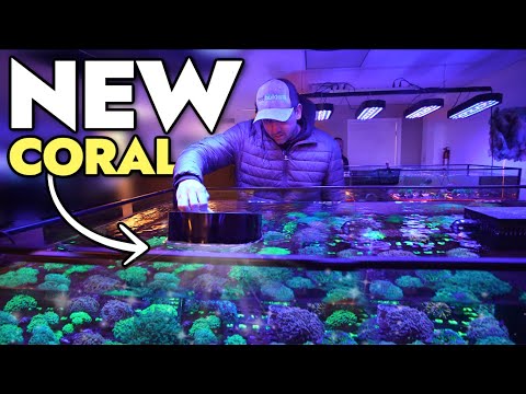 Buying NEW CORAL & Fish for My Saltwater Aquariums