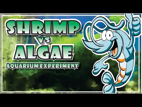 SHRIMP VS ALGAE! Algae Eating Shrimps? SHRIMP VS ALGAE! EPIC BATTLE

What is the Best Algae Eating Shrimp?

Shrimp are natural cleaners of 