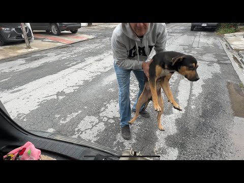 Perrito callejero vagaba por varios días en el vecindario.