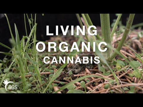 3 Days After Transplanting Cannabis in No-Till Living Organic Soil & Cover Crop
