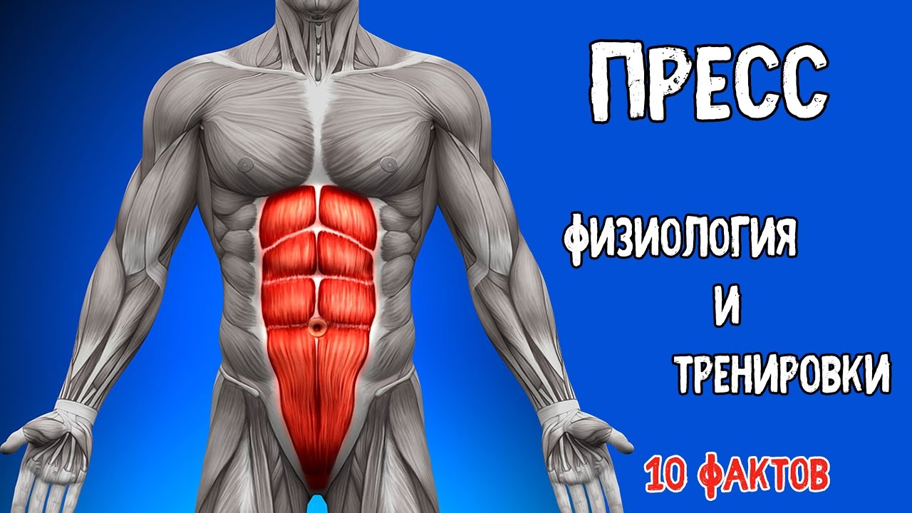 ПРЕСС. Физиология и Тренировки. 10 Фактов