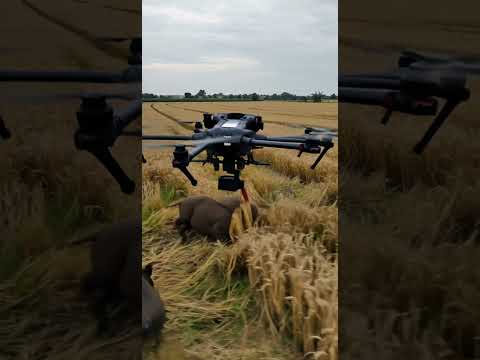Drones capture wild boars that destroy crops #villagelife#smartfarming#farmingtraditions#farming101