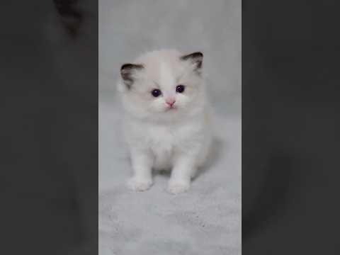 小さかった4兄弟が生後35日になりました🐾