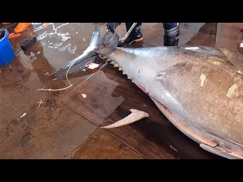 478KG Master Bluefin Tuna Cut with Zero Waste #BluefinTuna #TunaCutting #SushiMaster #KnifeSkills