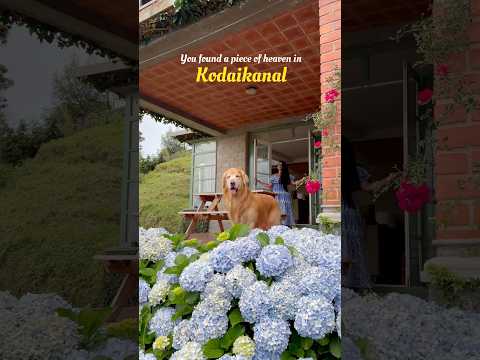 Stayed at this beautiful pet-friendly property in Kodaikanal and it was pure magic ๐ช๐ #kodaikanal