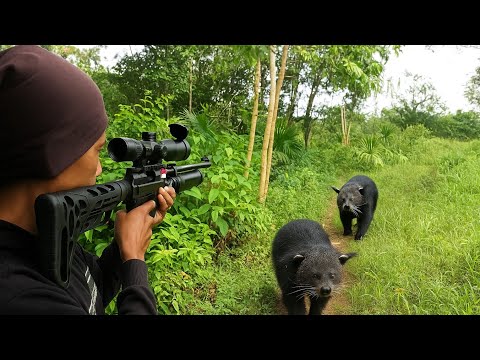 BERBURU DI KEBUN TERNYATA SARANG BENTURONG HITAM ..