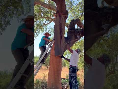EL SECRETO DEL CORCHO 🍷🌳