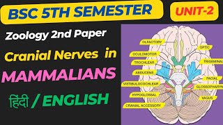 Cranial Nerves in MAMMALIANS in Hindi//BSc 5th sem Zoology 2nd Paper//Cranial Nerves in MAMMALIANS