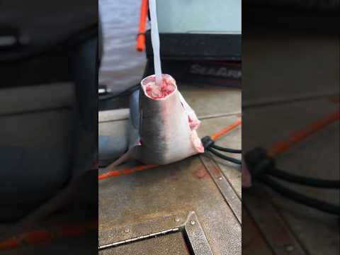 Pourquoi Ils Retirent Toujours Ça Du Poisson-Spatule ? #shorts