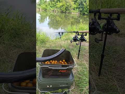 River monster 😌#robin #рибалка #сазан #південнийбуг #карпфішинг #fishinglife