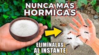 ELIMINA TODAS las HORMIGAS con Este REMEDIO CASERO FÁCIL para Plantas, CASA y Jardín