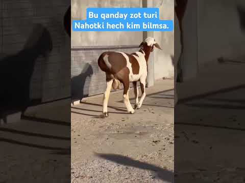 Biladiganlar bormi. #buqa #buqaboqish #buqalar #mol #qoy #cow #qoybozor #molbozor #hokiz #rek #bull