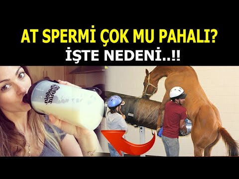 At Spermi Neden Bu Kadar Pahalı? Hayvanlardan Çıkarılan En Pahalı Sıvılar