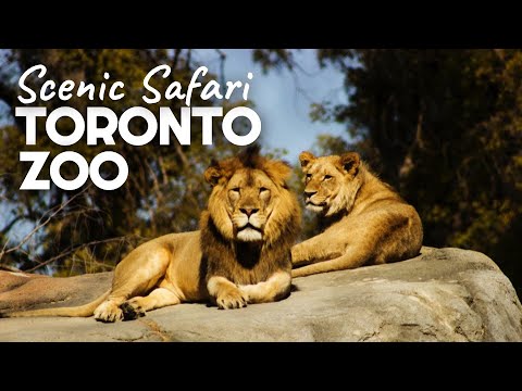 Toronto Zoo Admission Coupons 09 2021