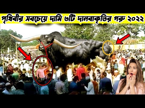 পৃথিবীর সবচেয়ে দামি ৩টি দানবাকৃতির গরু 😱 যেগুলোর দাম শুনলে আপনার চোখ কপালে উঠবে 😱 #shorts #trending