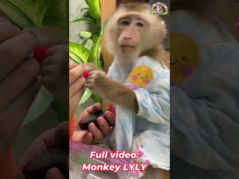 Monkey Lyly takes makeup #shorts #monkey #youtubeshorts #cutefunny