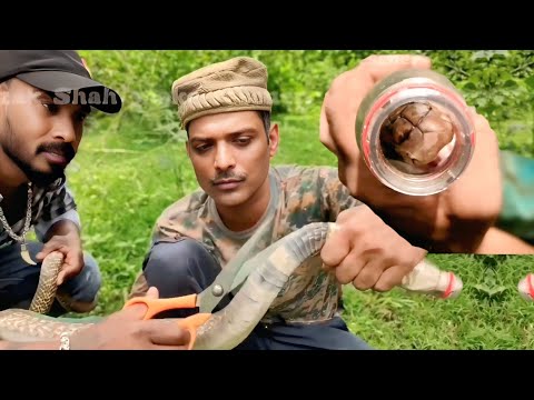 Rapra apke पास हो तो कोई भी सांप आपको नहीं काट सकता If Rapra is near you then no snake can bite you.