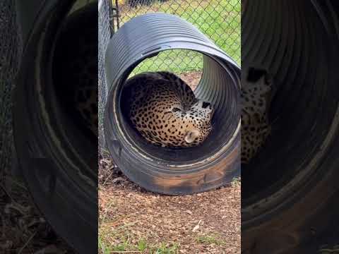 #nature #wildlife #beauty #animals #youtubeshorts