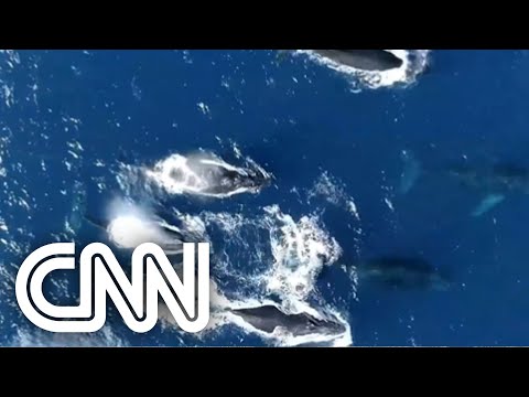 Pesquisadores preveem aumento da população de baleias  | CNN DOMINGO