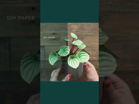 Paper Watermelon Plant #frostedpaper #diy #peperomiawatermelon #shorts #madewithlia