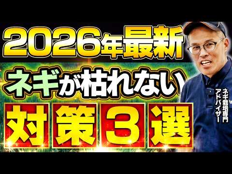 【夏越しの分かれ道】地温・水・根を守れ|ネギが夏に耐える“具体策”まとめ(Part2)