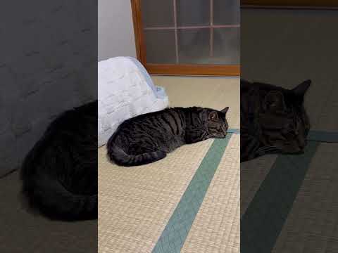 暖房解禁しました うちのモチモチが気持ちよさそうにゴロゴロしています