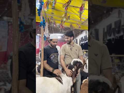 Bakra price now a days ๐ #comedy #funny #relatable #eid #bakra #goat