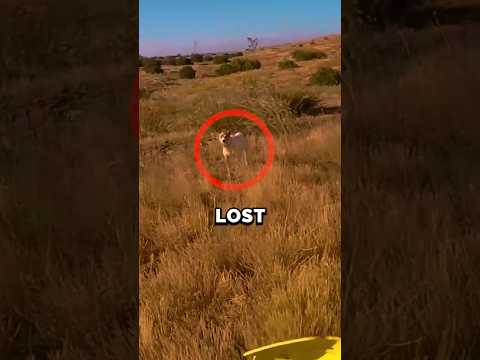 Biker Finds His Lost Dog! 😨