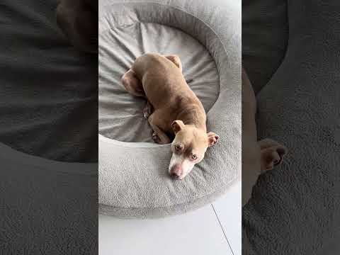 Hundebett aus PETFLASCHEN?! Genial! ♻️ #hund #puppy