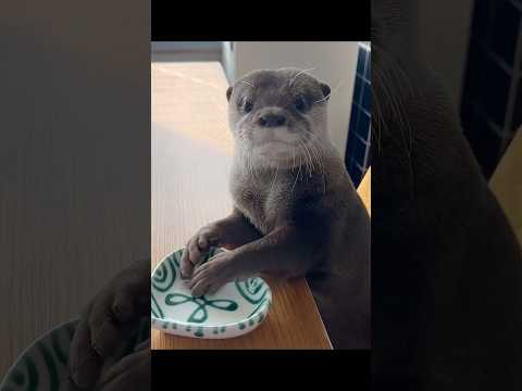 自分を人間だと思ってるカワウソコタロー
