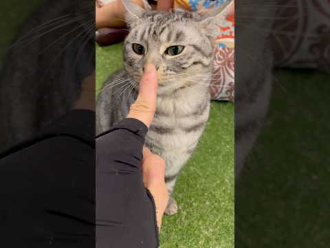 仲良くなれるとこんなに距離が近くなれるよ？【#京都ひょう猫の森 】