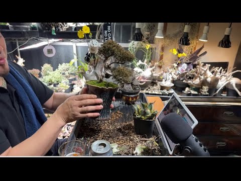 【夜の園芸】#3 家の近所に苔あったから盆栽にのせていくー