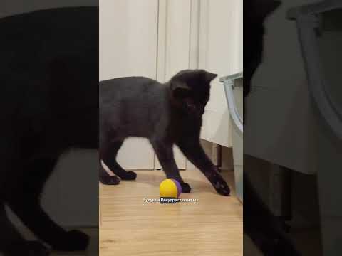 Такие чёрные дела 🐈‍⬛