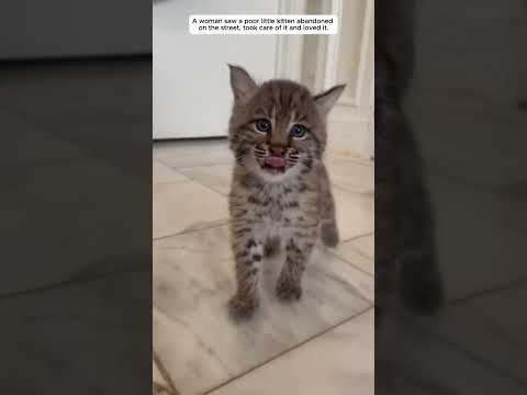 A girl adopted a stray kitten, and the beautiful story behind it.