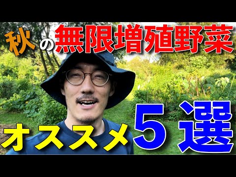 こぼれ種で無限増殖！9月・10月に種まきするオススメ５選【自然農】
