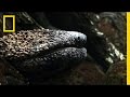 Conservation Efforts for Japanese Salamanders