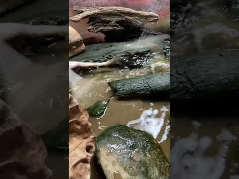 *WARNING LIVE FEEDING*