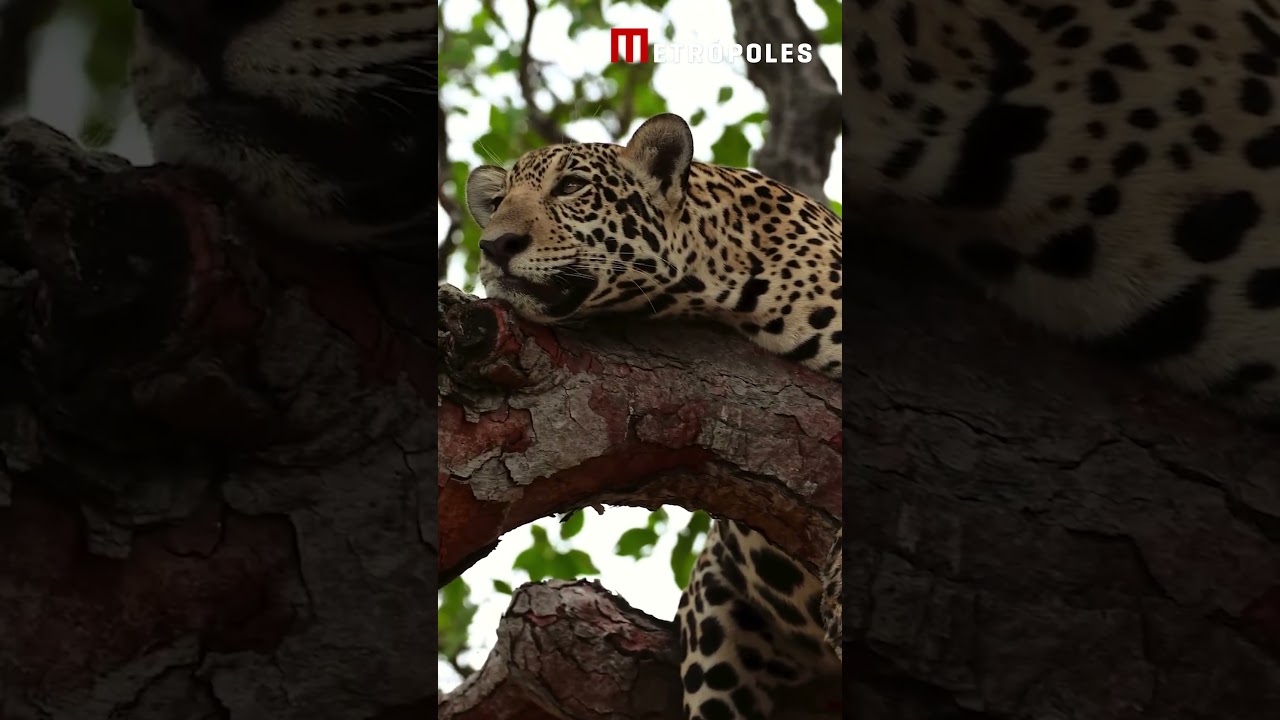 Biólogo encontra onça pintada e filhote no alto de árvore no Pantanal