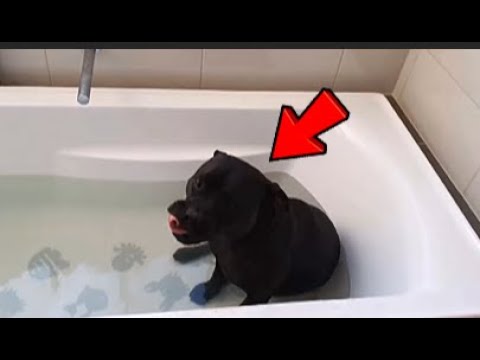 This Dog Disappeared Every Night… What the Neighbor Found Will Shock You! #truestory