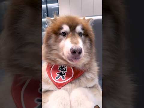 #funny #8bit #pets #dog #vlog #mrbox #funnydog #cutetommy #funnypet #animals