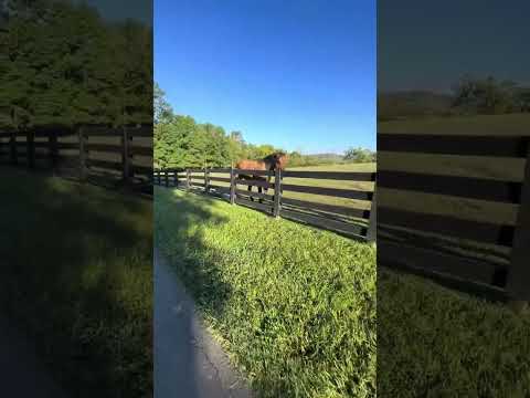 Have food, will travel 🚶‍♂️😂#horse #food #sunday #fox #rooster