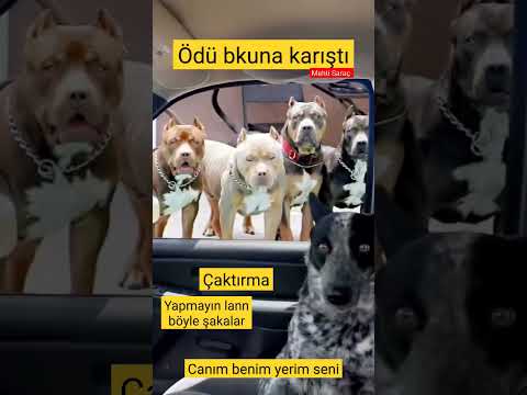 🛑 Canım benim ödü bokuna karıştı.. 👏 yapmayın lan böyle şakalar😁 #köpek #korku #hisseder