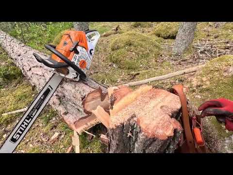 Työpäivä Huggar Ollen kanssa