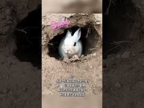 Discovering a little rabbit hiding in a hole, a magical animal, Cute pet, Cute pet deb