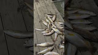 Speckled Trout! Red Fish! Swamp People! #swamplife #fishing #fish #fishingvideo
