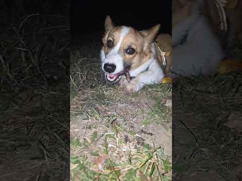 gimli and I are hanging out for a few