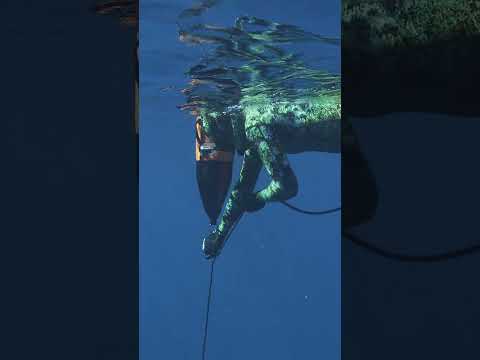 Spearing giant tuna from a panga! video thumbnail