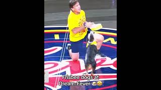 Quite a show 🐶